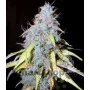 Auto Northern Lights Feminised